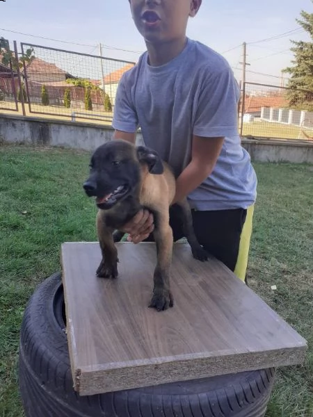 pastore belga malinois cuccioli | Foto 3
