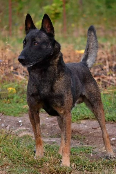 pastore belga malinois cuccioli
