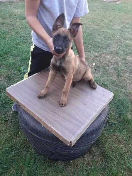 pastore belga malinois cuccioli | Foto 2
