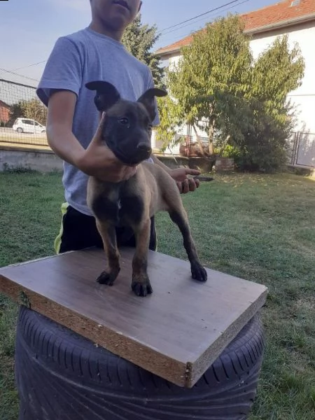 pastore belga malinois cuccioli | Foto 1