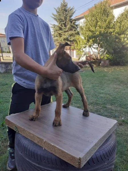 pastore belga malinois cuccioli | Foto 0