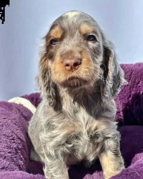 regalo cuccioli coker spaniel i cuccioli vengono consegnati con svezzamento  primo vaccino librett
