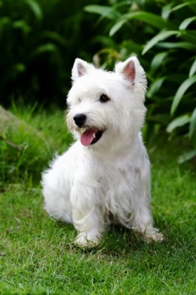  regalo west highland cuccioli meravigliosi  