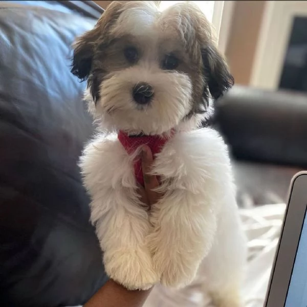  regalo havanese cuccioli meravigliosi  