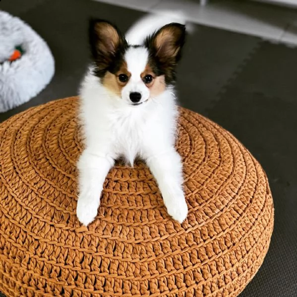   regalo papillon cuccioli meravigliosi  