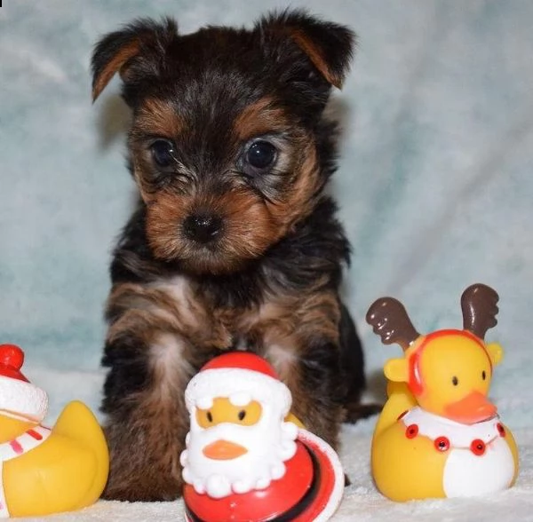  regalo yorkshire cuccioli meravigliosi  