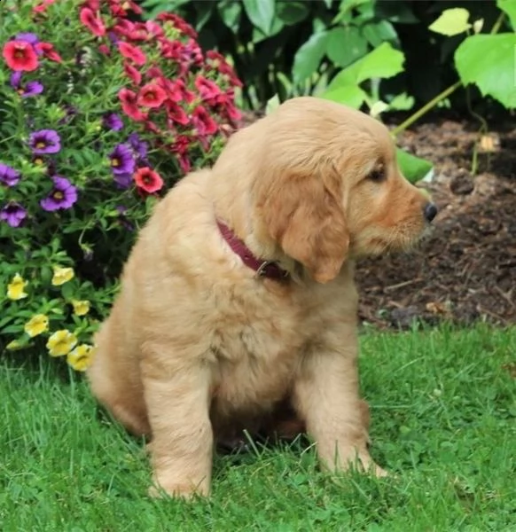  regalo goldern retreiver cuccioli meravigliosi  