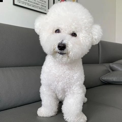 regalo bichon cuccioli meravigliosi  