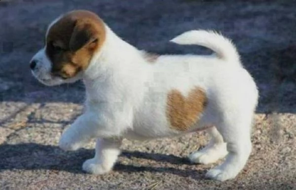 regalo jack russell cuccioli sono disponibile due bellissime cuccioli jack russell  alta genealogia