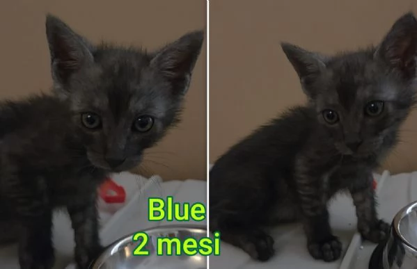 tanti gattini abbandonati | Foto 6