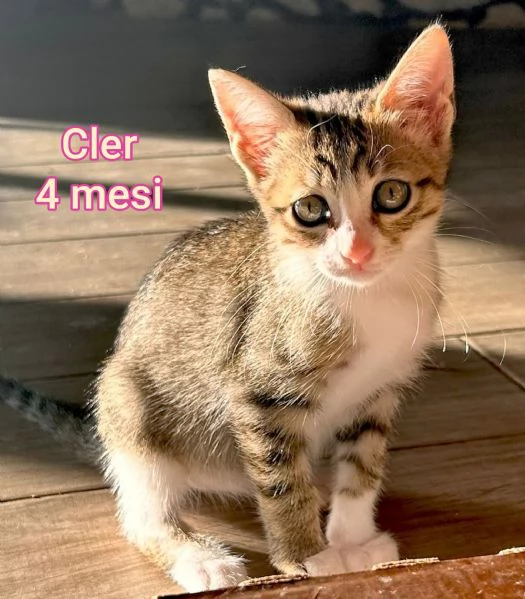 tanti gattini abbandonati | Foto 6