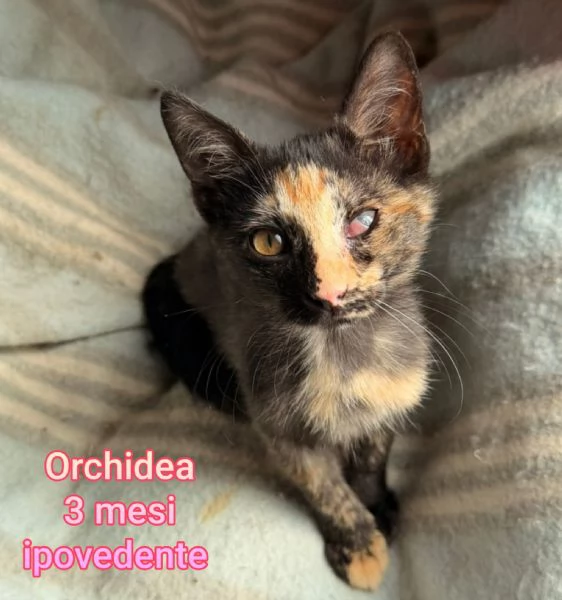 tanti gattini abbandonati | Foto 6