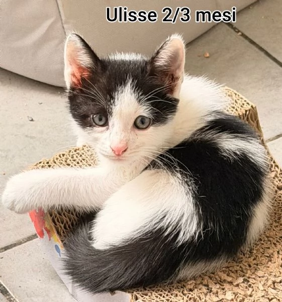 tanti gattini abbandonati