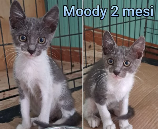 tanti gattini abbandonati