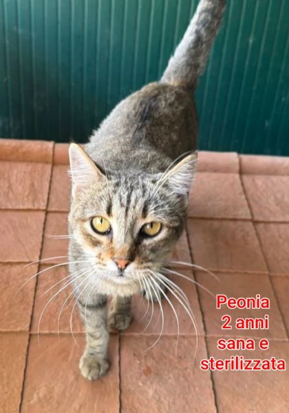 tanti gattini abbandonati | Foto 6