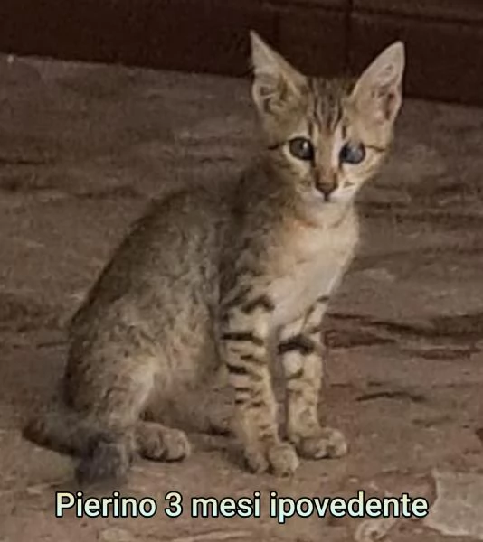 tanti gattini abbandonati | Foto 6