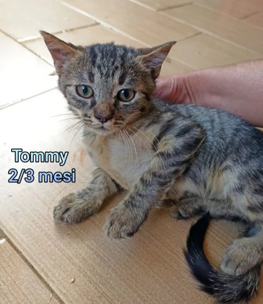 tanti gattini abbandonati | Foto 5