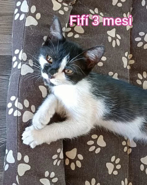 tanti gattini abbandonati | Foto 6