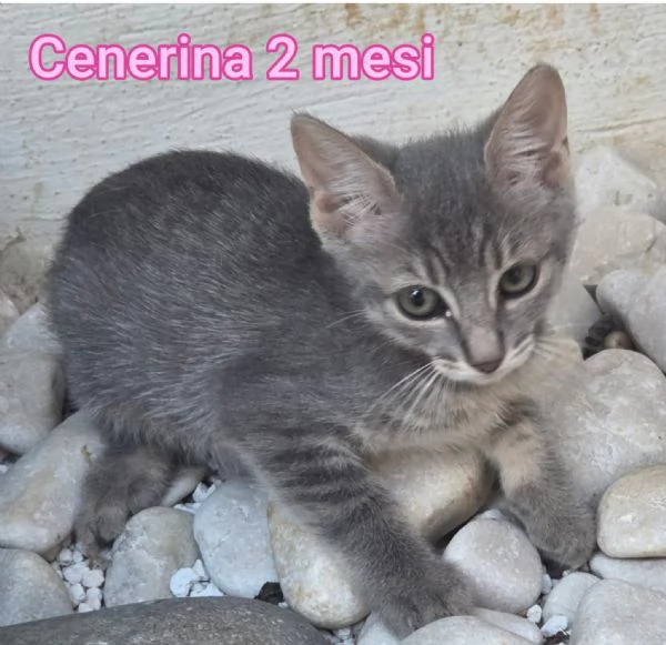 tanti gattini abbandonati