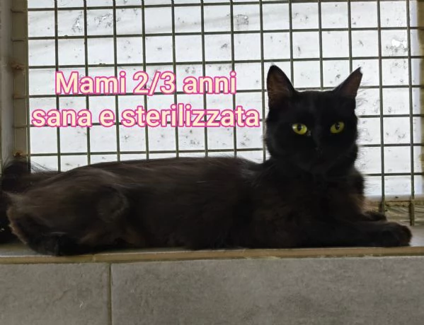 tanti gattini abbandonati | Foto 4