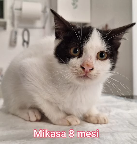 tanti gattini abbandonati | Foto 4