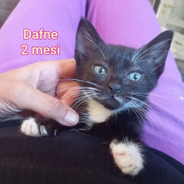tanti gattini abbandonati | Foto 5