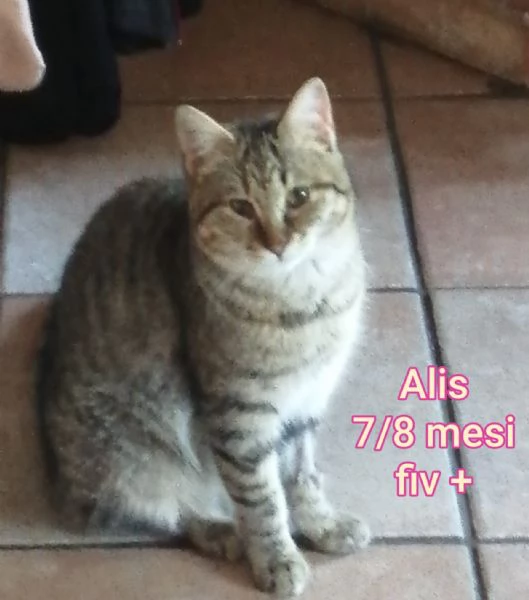 tanti gattini abbandonati | Foto 5