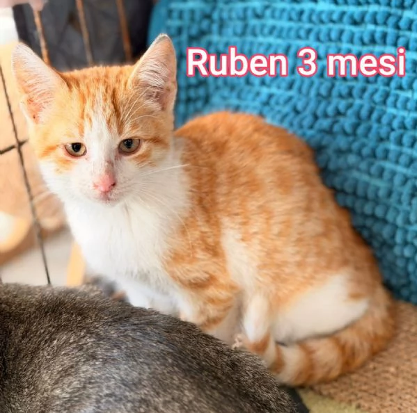 tanti gattini abbandonati | Foto 6