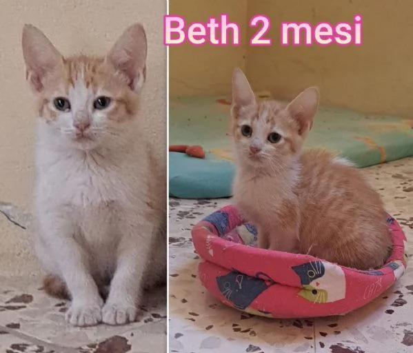 tanti gattini abbandonati | Foto 6