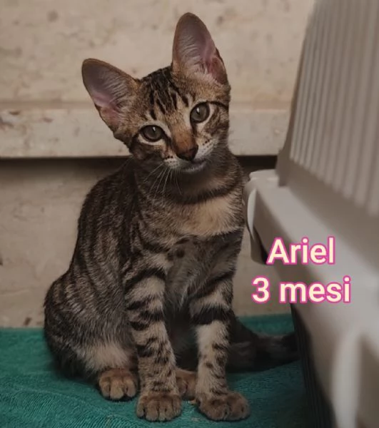 tanti gattini abbandonati | Foto 4