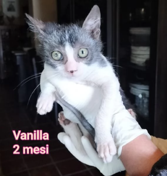 tanti gattini abbandonati | Foto 3