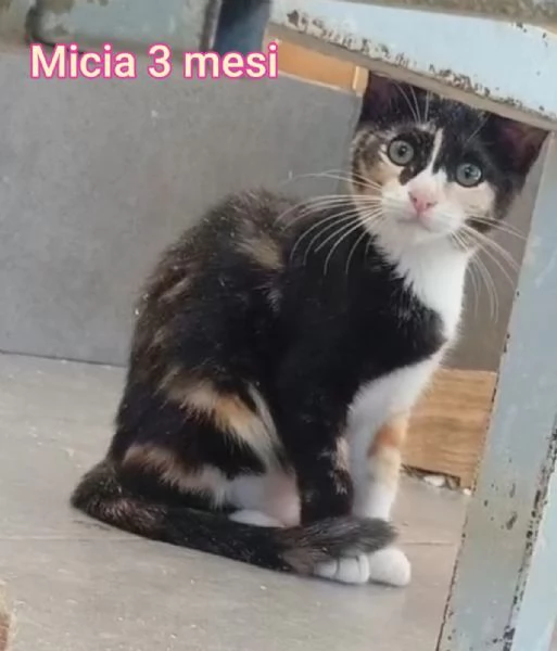 tanti gattini abbandonati | Foto 3