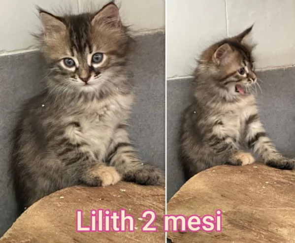 tanti gattini abbandonati | Foto 5