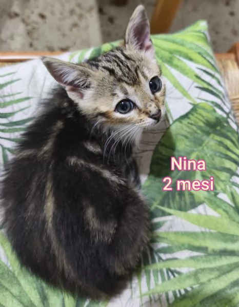 tanti gattini abbandonati | Foto 4