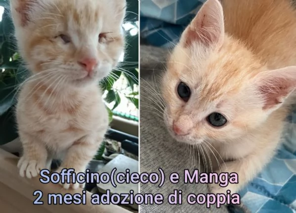 tanti gattini abbandonati | Foto 4