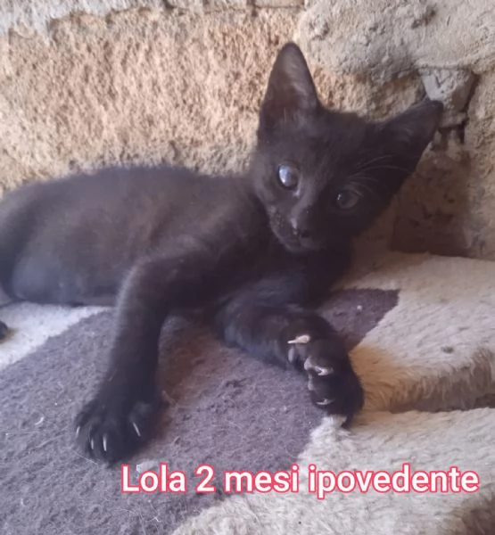 tanti gattini abbandonati | Foto 3