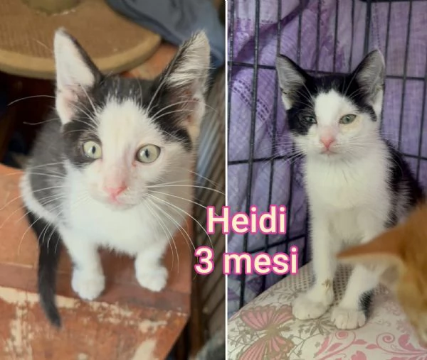 tanti gattini abbandonati | Foto 4