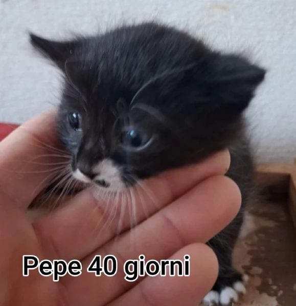 tanti gattini abbandonati