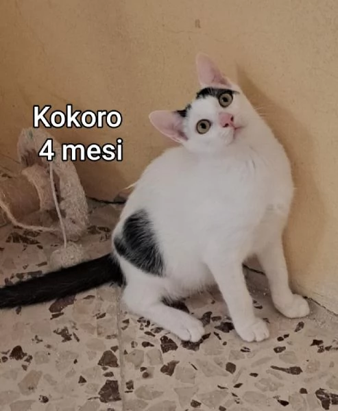 tanti gattini abbandonati | Foto 2