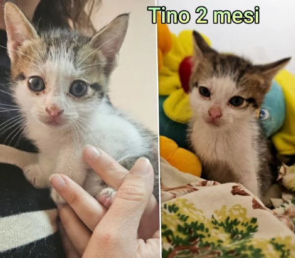tanti gattini abbandonati | Foto 4
