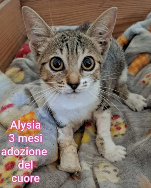 tanti gattini abbandonati | Foto 2