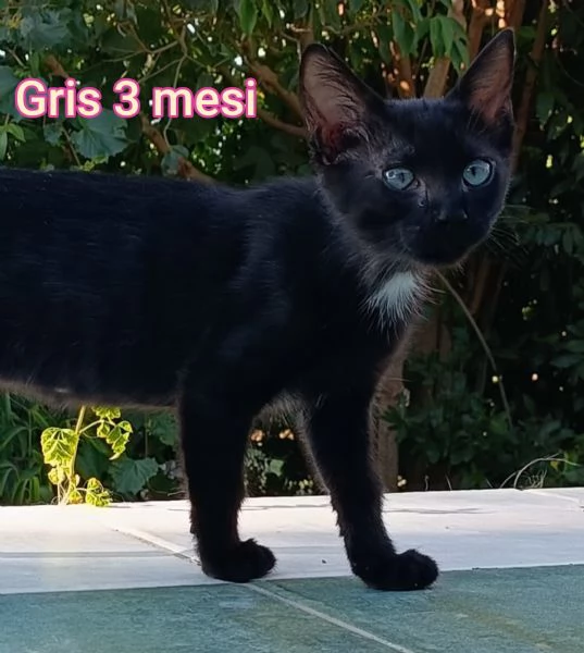 tanti gattini abbandonati | Foto 2
