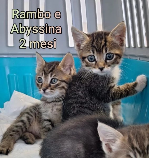 tanti gattini abbandonati | Foto 3