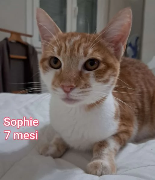 tanti gattini abbandonati | Foto 3