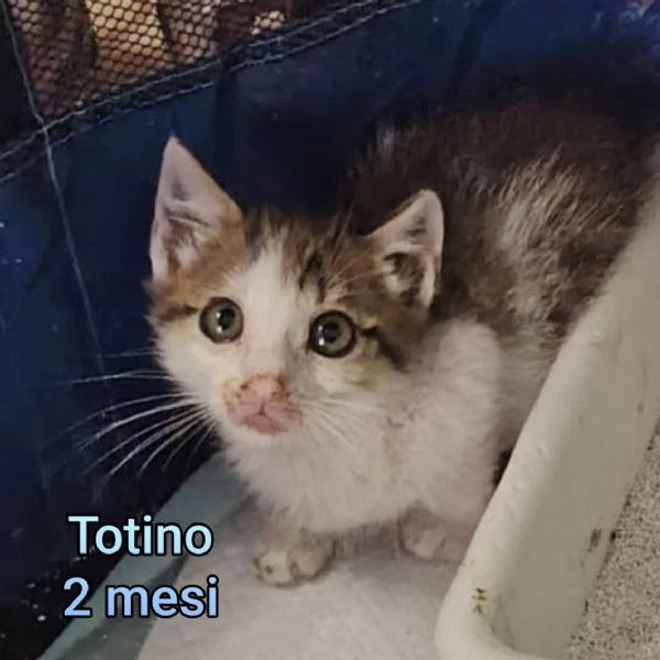 tanti gattini abbandonati