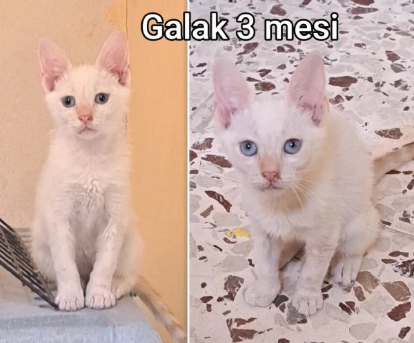 tanti gattini abbandonati