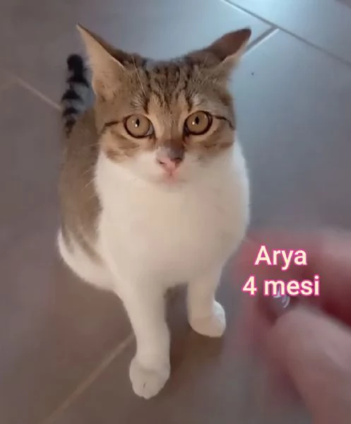 tanti gattini abbandonati