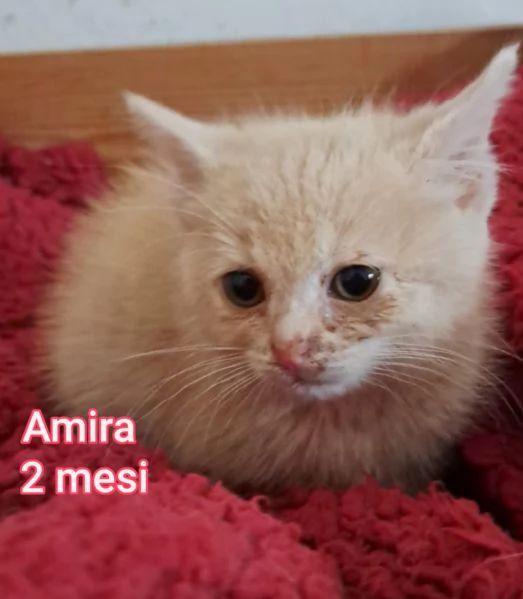 tanti gattini abbandonati | Foto 2