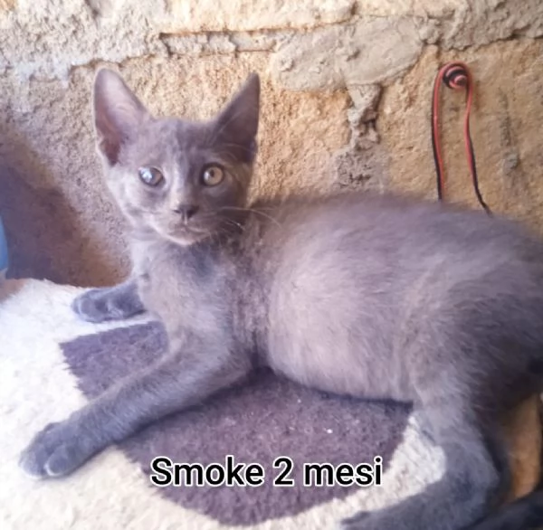 tanti gattini abbandonati
