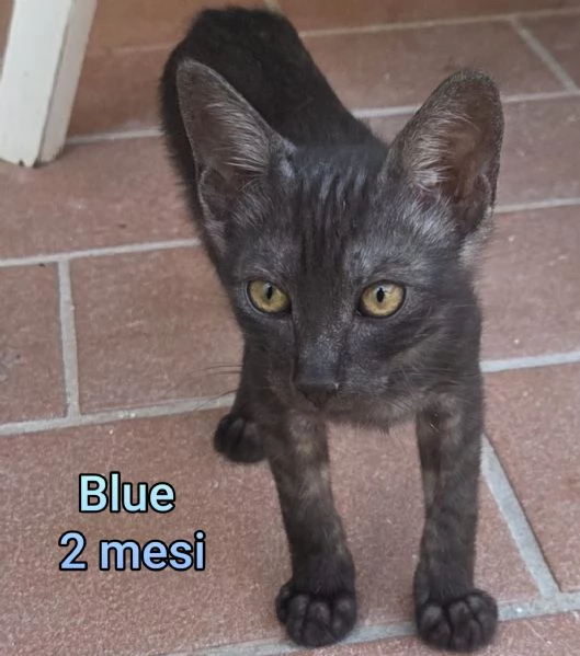 tanti gattini abbandonati